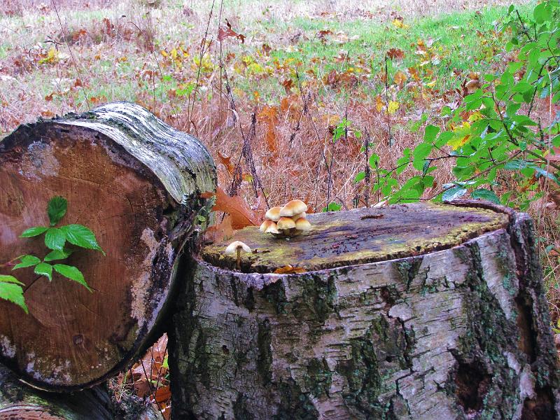 Herfstwandeling op 20-10-2013 (20).JPG